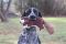 Squirrel with Squeaker